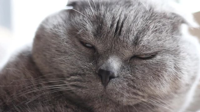sleeping cat scottish fold