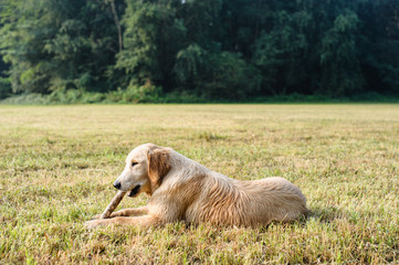 Fototapeta premium portrait of golden retriever in nature outdoor