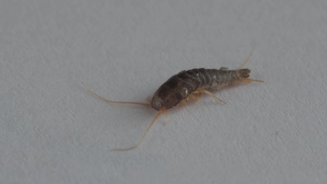 silverfish
