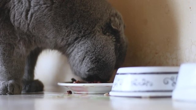 eating cat scottish fold