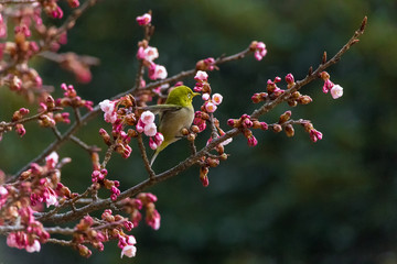 The Japanese White-eye and cherry blossoms(Japanese name Kanzakura). Located in Tokyo Prefecture Japan.