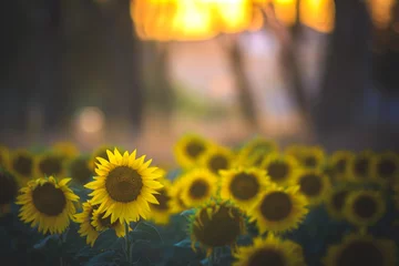 Door stickers Sunflower Sunflower field on sunset