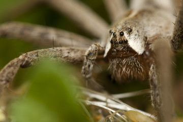 Araignée 