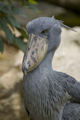 bec en sabot ou shoe bill