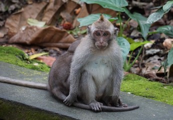 Monkey sitting on a wall in a park watching