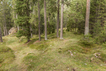 Inside a typical forest of the Italian Alps