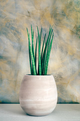 Succulent plant on terracotta pot - sansevieria cylindrica