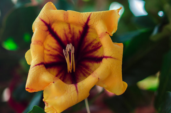 Fototapeta big yellow tropic flower