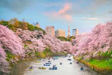 Rolgordijnen Tokio Chidorigafuchi park in Tokyo during sakura season