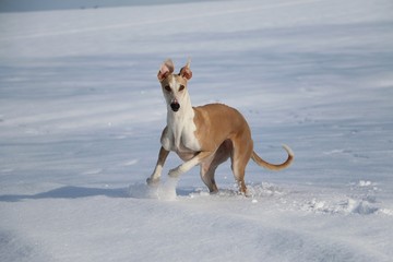 Windhund hat Spaß im Schnee