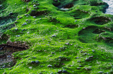 green surface of stone beach near the sea