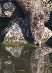 River Otter
