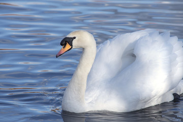 White Swan Wild Birds