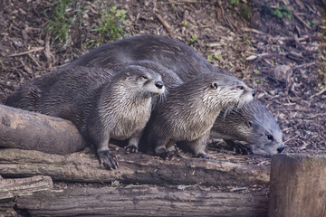 North American River Otter