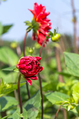 Dahlia pinnata in garden