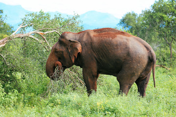 Fototapeta na wymiar Amazing elephants walking around the nature.