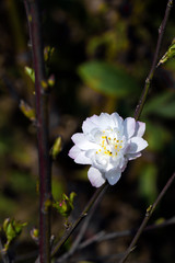 Spring Cherry Flower