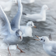 Seagull in flight