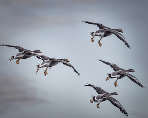 Flying Greylag Geese © kim