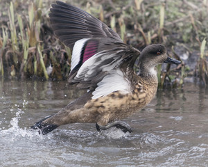 Wild Crested Duck