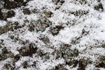 Tree bark covered on the snow