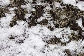 Tree bark covered on the snow