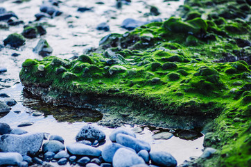 green surface of stone beach near the sea