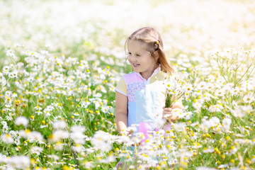 Naklejka na ściany i meble Little girl picking flowers in daisy field