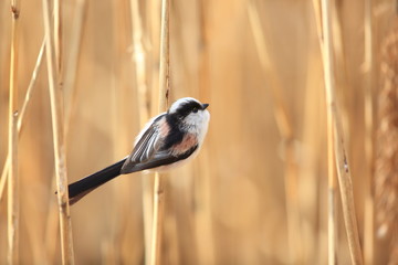 Long-tailed Tit or Long-tailed Bushtit (Aegithalos caudatus) in Japan