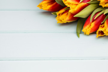 Red and yellow tulips lying in a row on pastel background with place for text. Spring concept. Flat lay, top view.