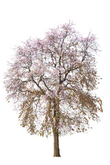 Tree isolated on white background.