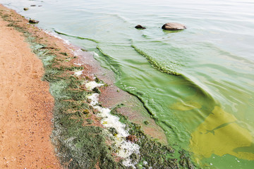 Weed green water in Baltic sea. Weedy water beach sand.