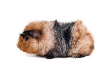 Red, black and white guinea pig of Abyssinian breed rare color on white background sits in profile