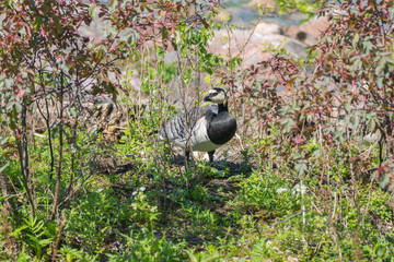 Obraz premium Barnacle Goose bird protects the nest with eggs located on the seashore in southern Finland
