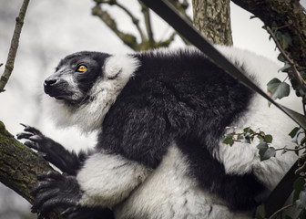 Black and white Ruffed Lemur