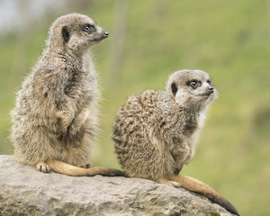 Fototapeta premium wild Meerkat animal