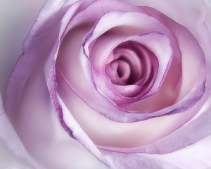 Pink Rose Flower Closeup