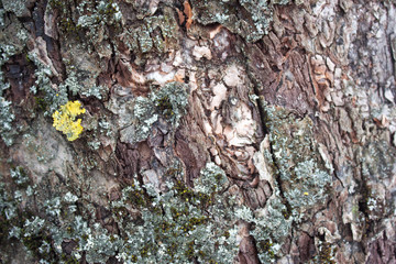 Closeup of the tree bark