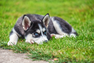 Husky puppy is on the grass