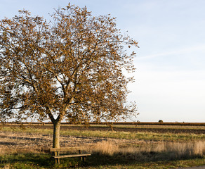 Herbstrast