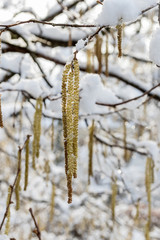 Spring plants covered with snow