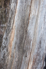 Wood detailed texture background