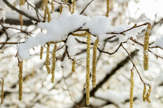 Spring plants covered with snow