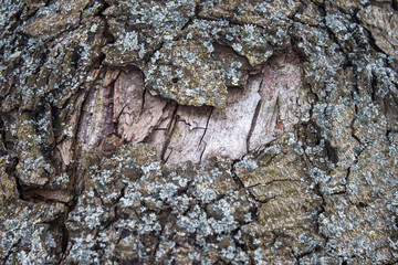 Closeup of the tree bark
