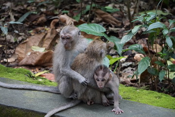 Three monkey sitting close together on a wall