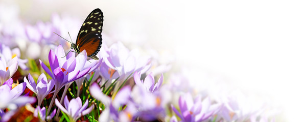 Wiese mit zarten Blumen im Frühling