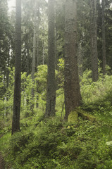 Fototapeta premium green natural pine tree forest
