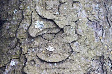 Closeup of the tree bark