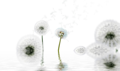 Schöne Pusteblumen freigestellt © Thaut Images