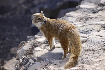 Fuchsmanguste, Cynictis penicillata